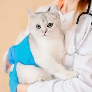 Chăm sóc sức khỏe