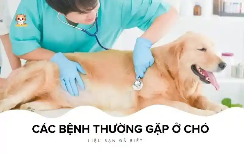 Các bệnh thường gặp ở chó 2025 Bé Bự Pet