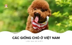 Các giống chó ở Việt Nam Bé Bự Pet
