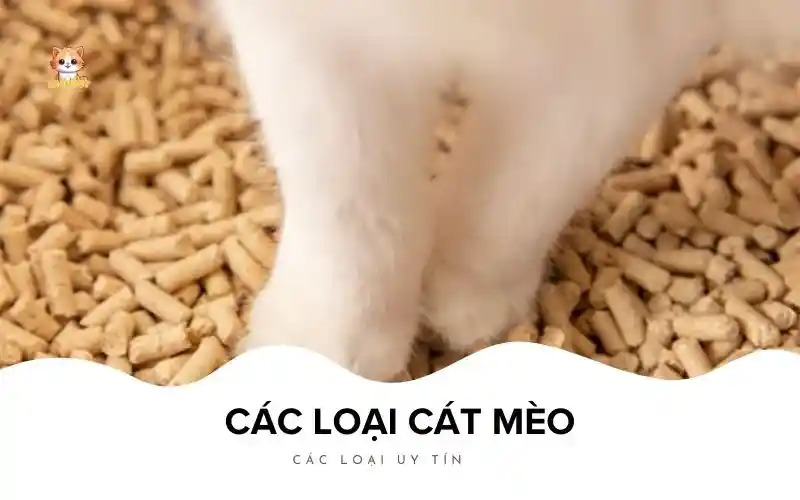 Các loại cát mèo Bé Bự Pet