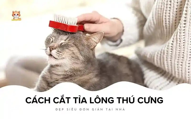 Cách cắt tỉa lông thú cưng đẹp siêu đơn giản tại nhà Bé Bự Pet