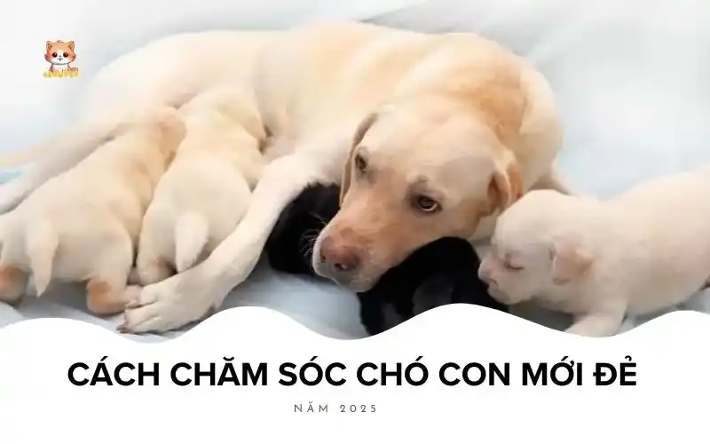 Cách chăm sóc chó con mới đẻ năm Bé Bự Pet