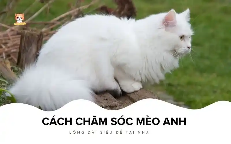 Cách chăm sóc mèo anh lông dài siêu dễ tại nhà-2025 Bé Bự Pet
