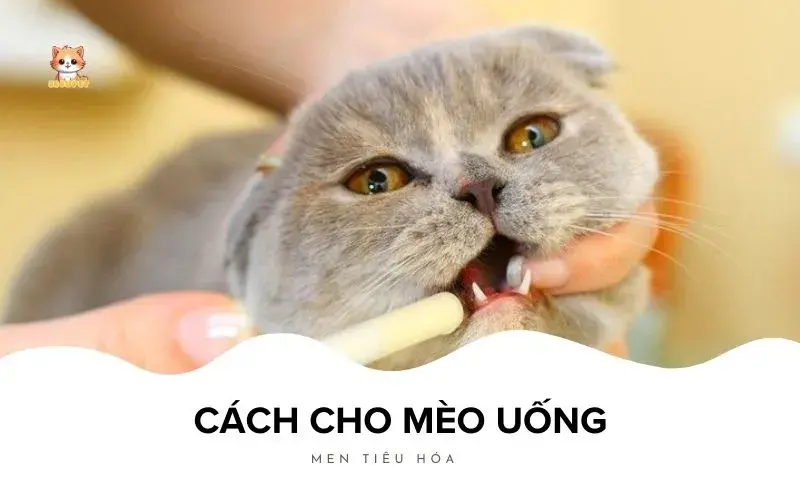 Cách cho mèo uống men tiêu hóa Bé Bự Pet