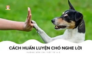 Cách huấn luyện chó nghe lời Bé Bự Pet