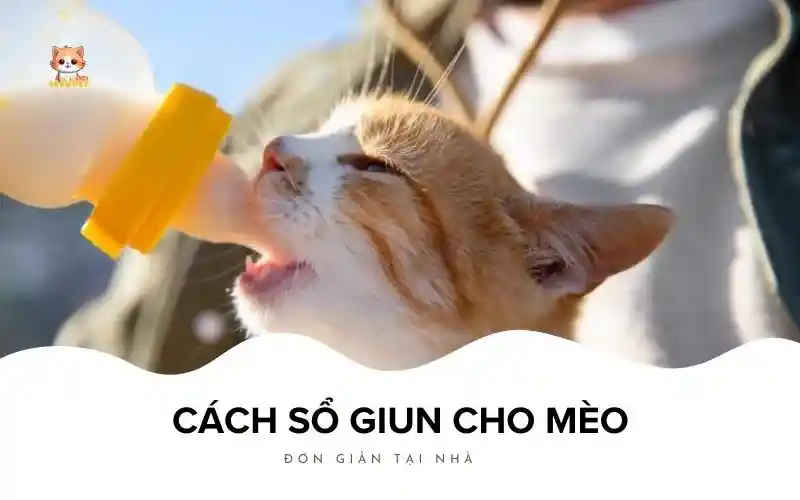 Cách sổ giun cho mèo đơn giản tại nhà Bé Bự Pet