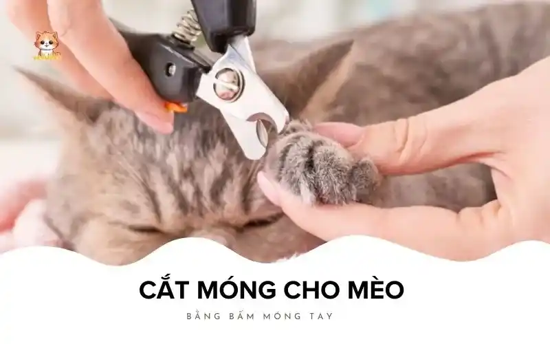 Cắt móng cho mèo bằng bấm móng tay Bé Bự Pet