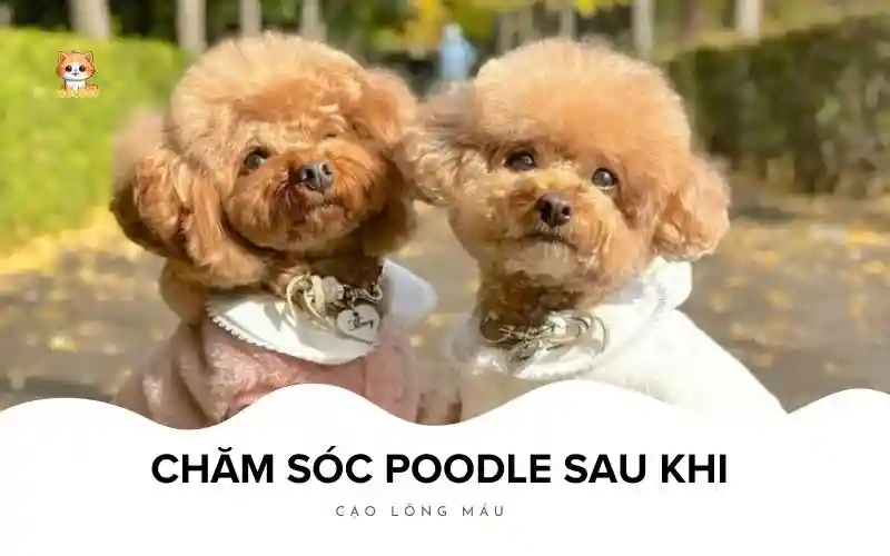 Chăm sóc Poodle sau khi cạo lông máu Bé Bự Pet