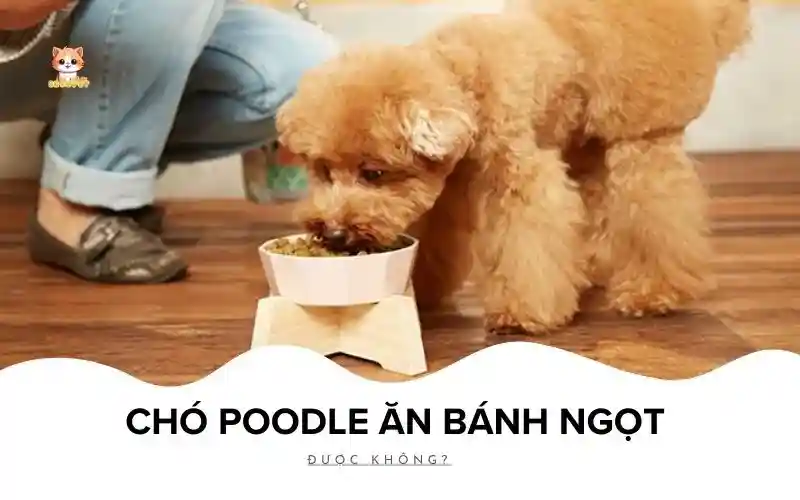 Chó Poodle ăn bánh ngọt được không Bé Bự Pet