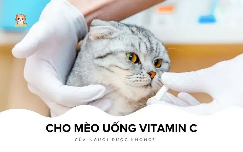 Cho mèo uống vitamin c của người được không Bé Bự Pet