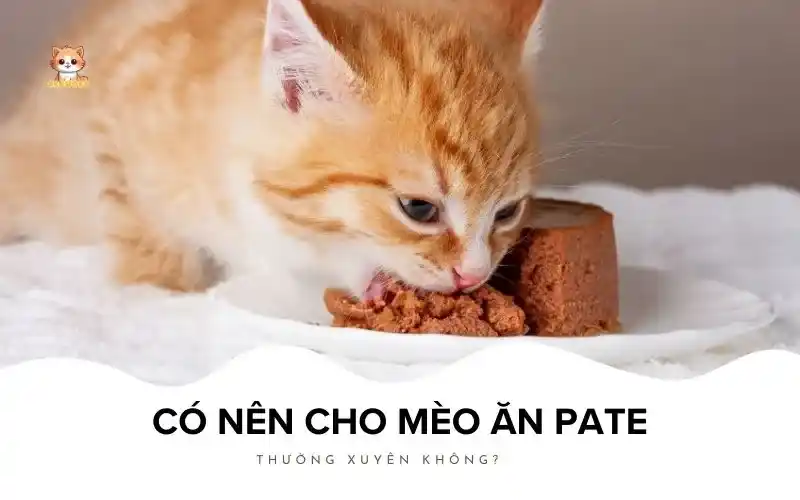 Có nên cho mèo ăn pate thường xuyên không? Bé Bự Pet