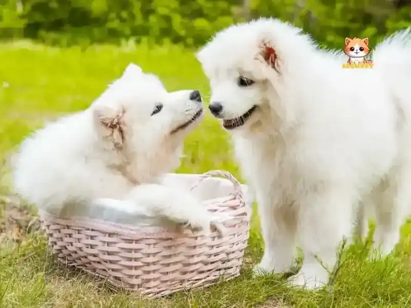 Giới thiêu - ảnh chó 2 - Bé Bự Pet (1) (1) (1) (1) (1)