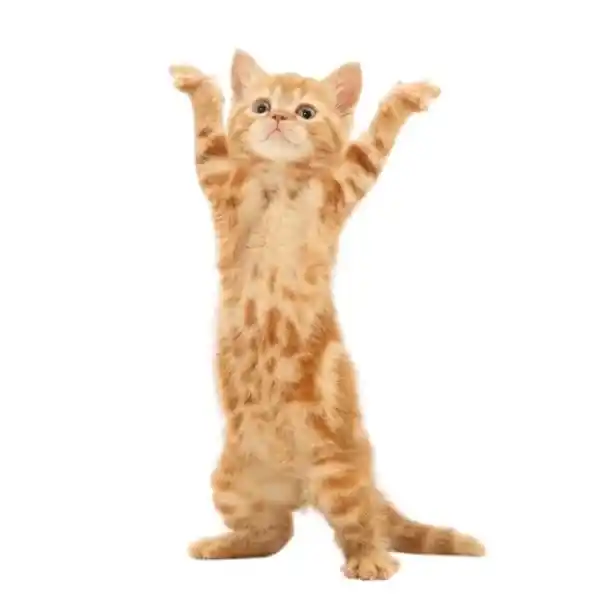 mèo con - trang giới thiệu - BÉ BỰ PET