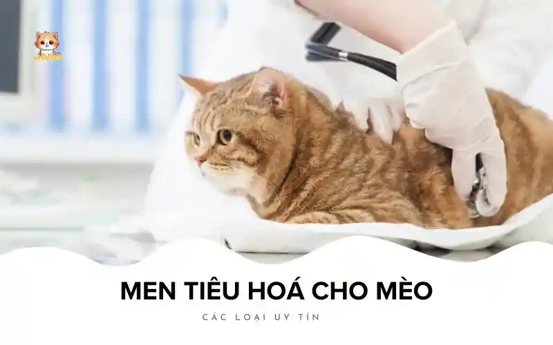 Men tiêu hoá cho mèo Bé Bự Pet