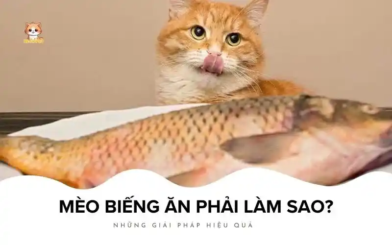 Mèo Biếng Ăn Phải Làm Sao Bé Bự Pet