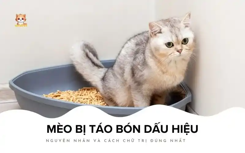 Mèo bị táo bón dấu hiệu, nguyên nhân và cách chữ trị đúng nhất Bé Bự Pet