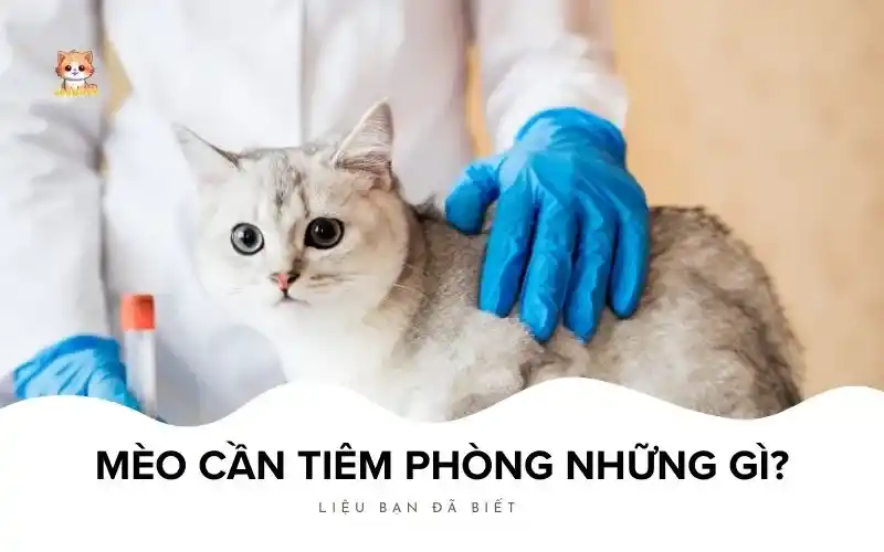 Mèo cần tiêm phòng những gì? Bé Bự Pet