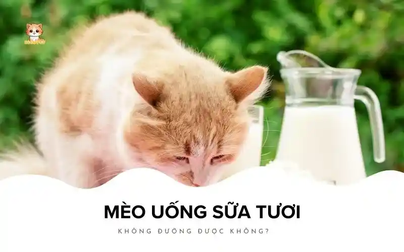 Mèo uống sữa tươi không đường được không Bé Bự Pet
