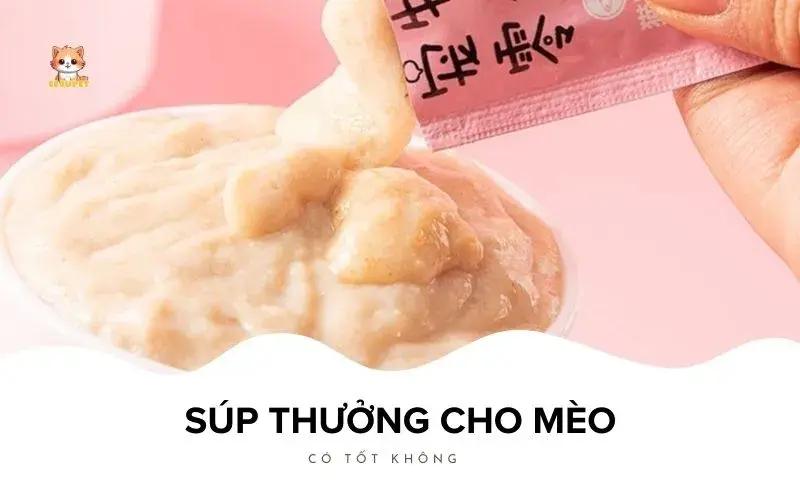 Súp Thưởng Cho Mèo Có Tốt Không Bé Bự Pet