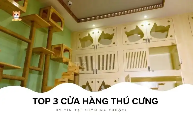 Top 3 cửa hàng thú cưng uy tín tại Buôn Ma Thuột Bé Bự Pet