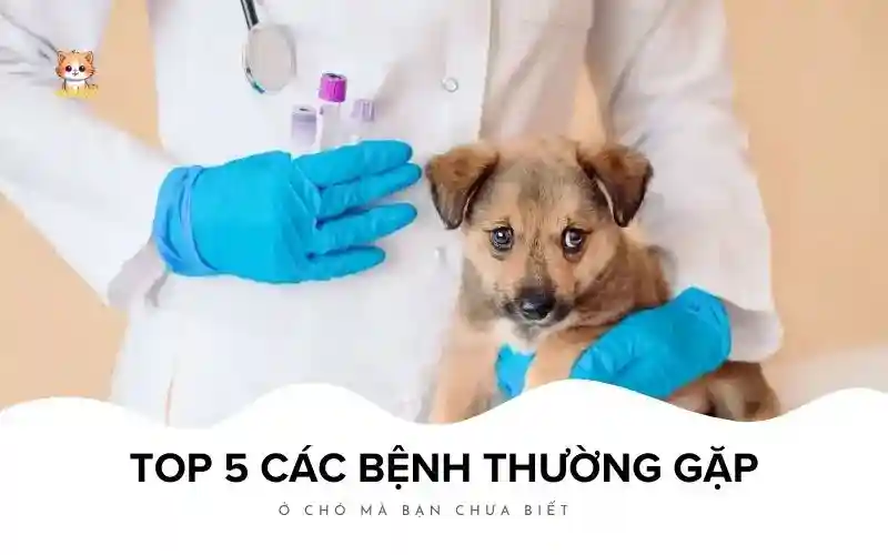 Top 5 các bệnh thường gặp ở chó mà bạn chưa biết Bé Bự Pet