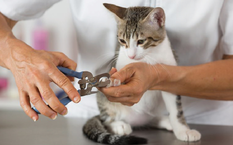 cắt móng cho mèo bằng bấm móng tay