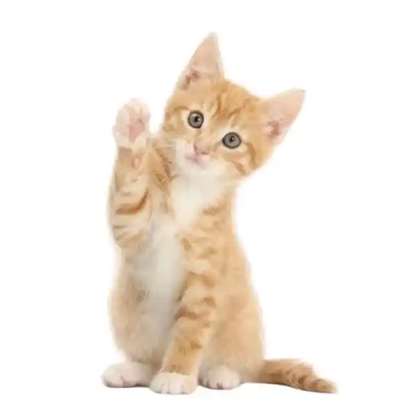 mèo con - trang giới thiệu - BÉ BỰ PET