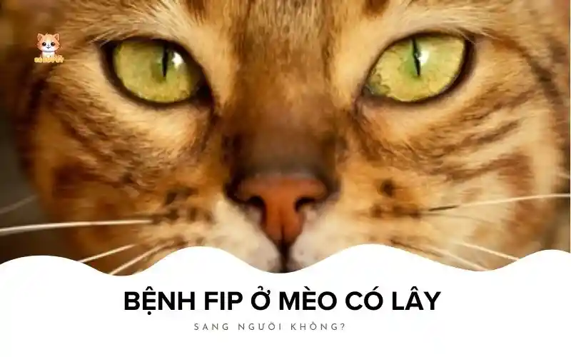 Bệnh fip ở mèo có lây sang người không (1)