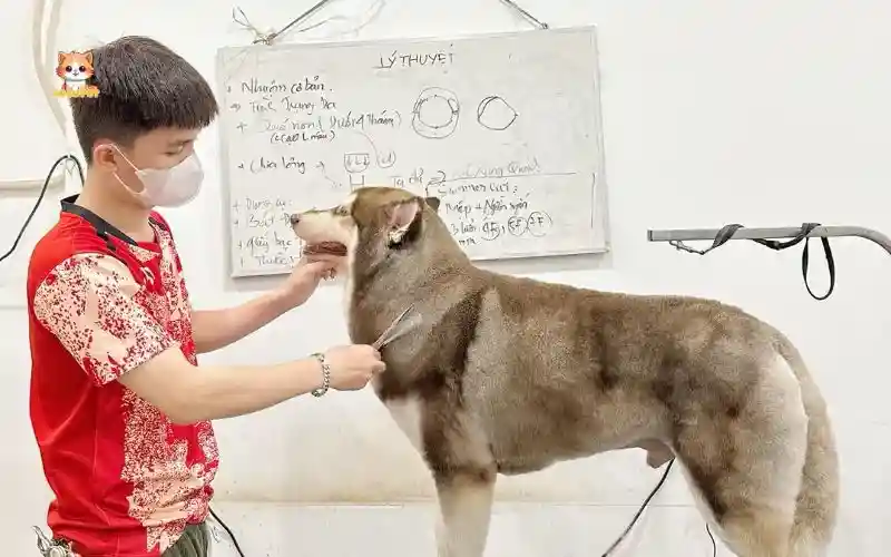 shop thức ăn cho mèo Buôn Ma Thuột