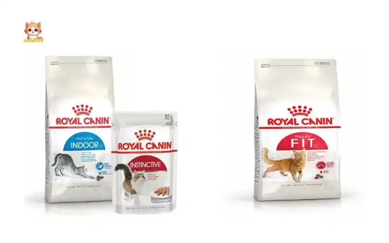 Các loại hạt Royal Canin cho mèo liệu bạn đã biết chưa - bé bự pet