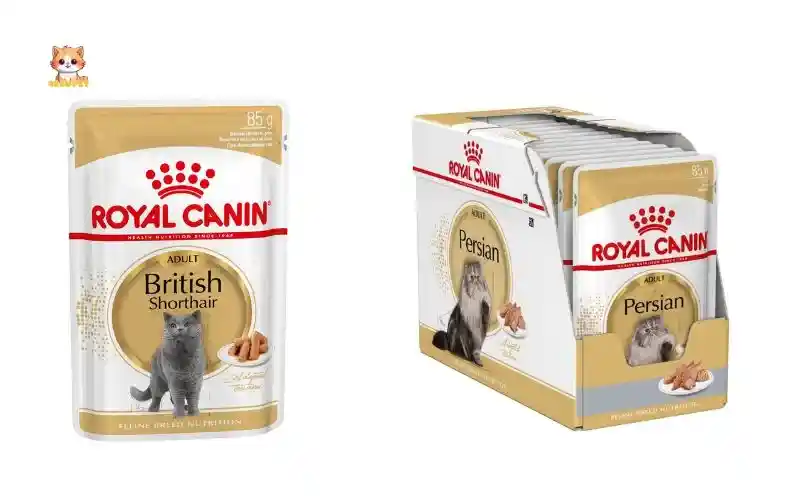 Các loại hạt Royal Canin cho mèo liệu bạn đã biết chưa - bé bự pet 