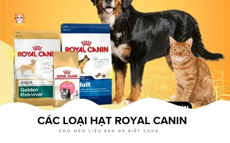 Các loại hạt Royal Canin cho mèo liệu bạn đã biết chưa - bé bự pet