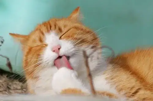 Các loại hạt cho mèo royal canin 