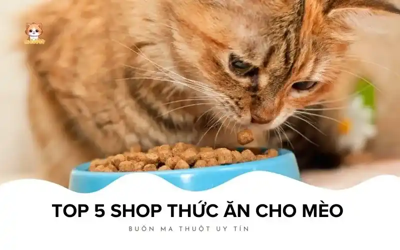shop thức ăn cho mèo Buôn Ma Thuột